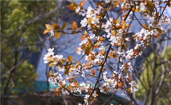 春暖花開，等你歸來——邀你云賞南新春景，以慰思念